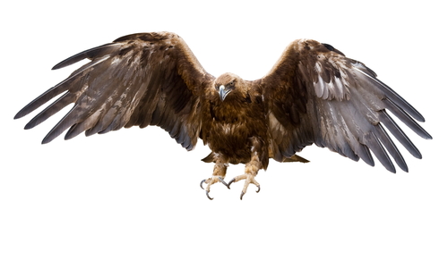 golden eagle